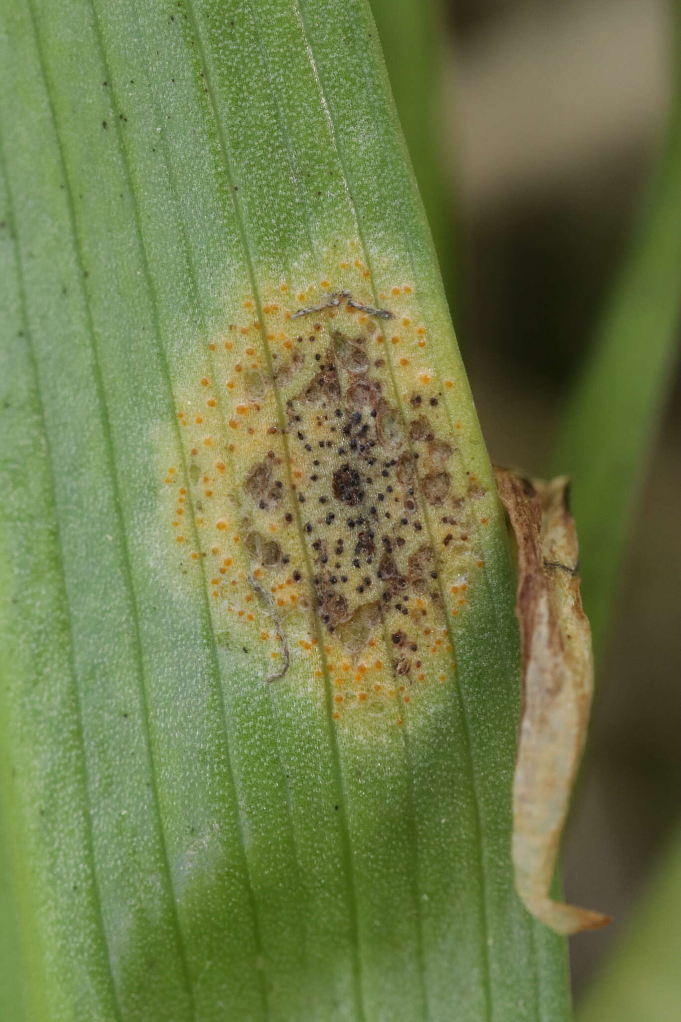 Imagem de Puccinia sessilis J. Schröt. 1870