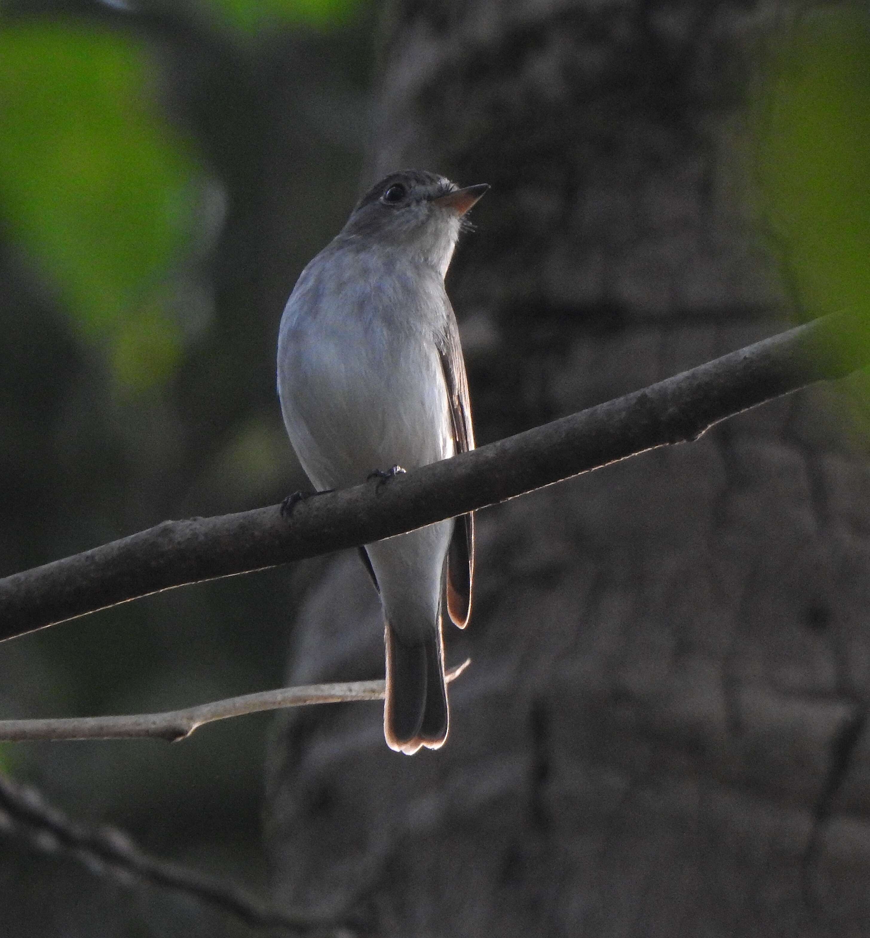 Image of Asian Brown Flycatcher