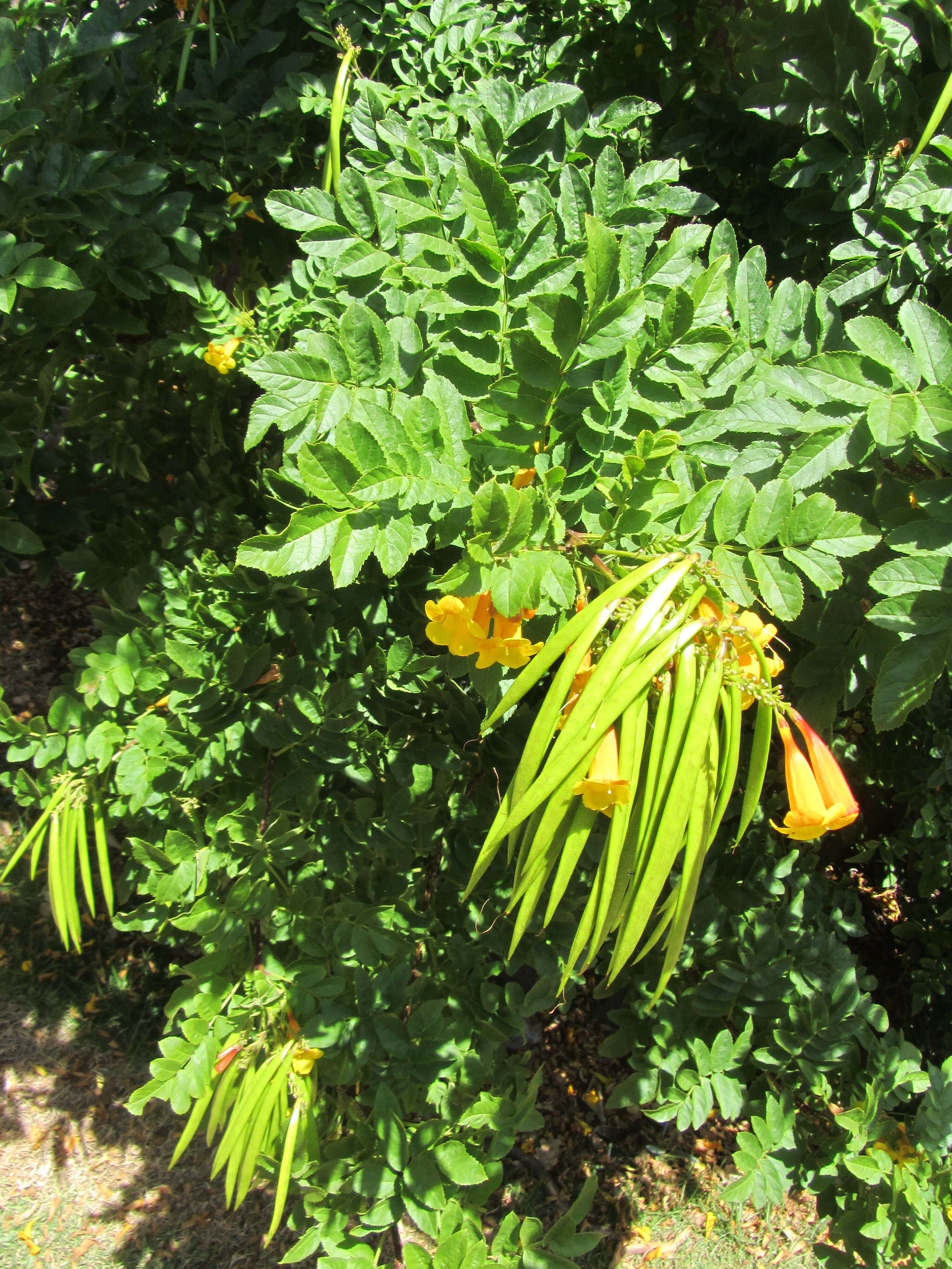 Image of Yellow bells