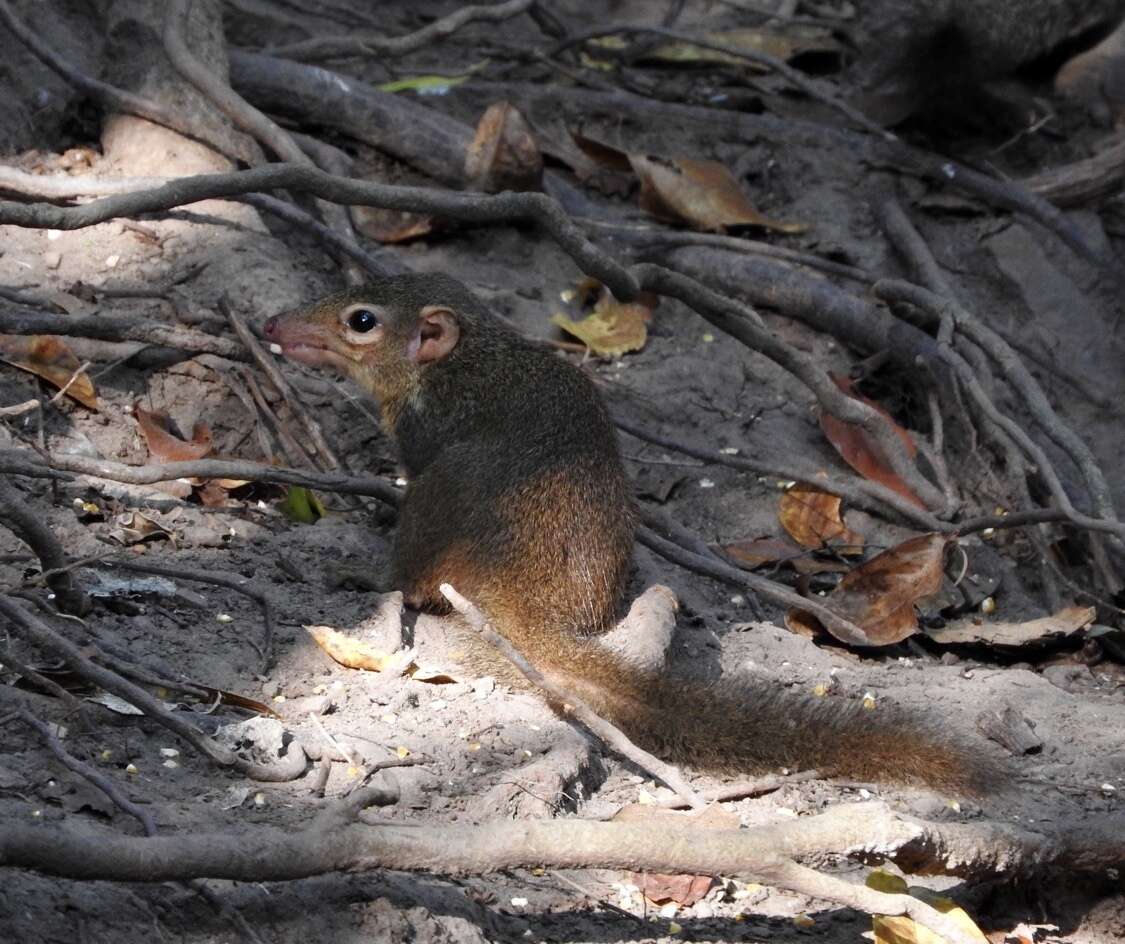 Image of Northern Tree Shrew