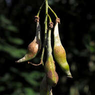 Image of Common Laburnum