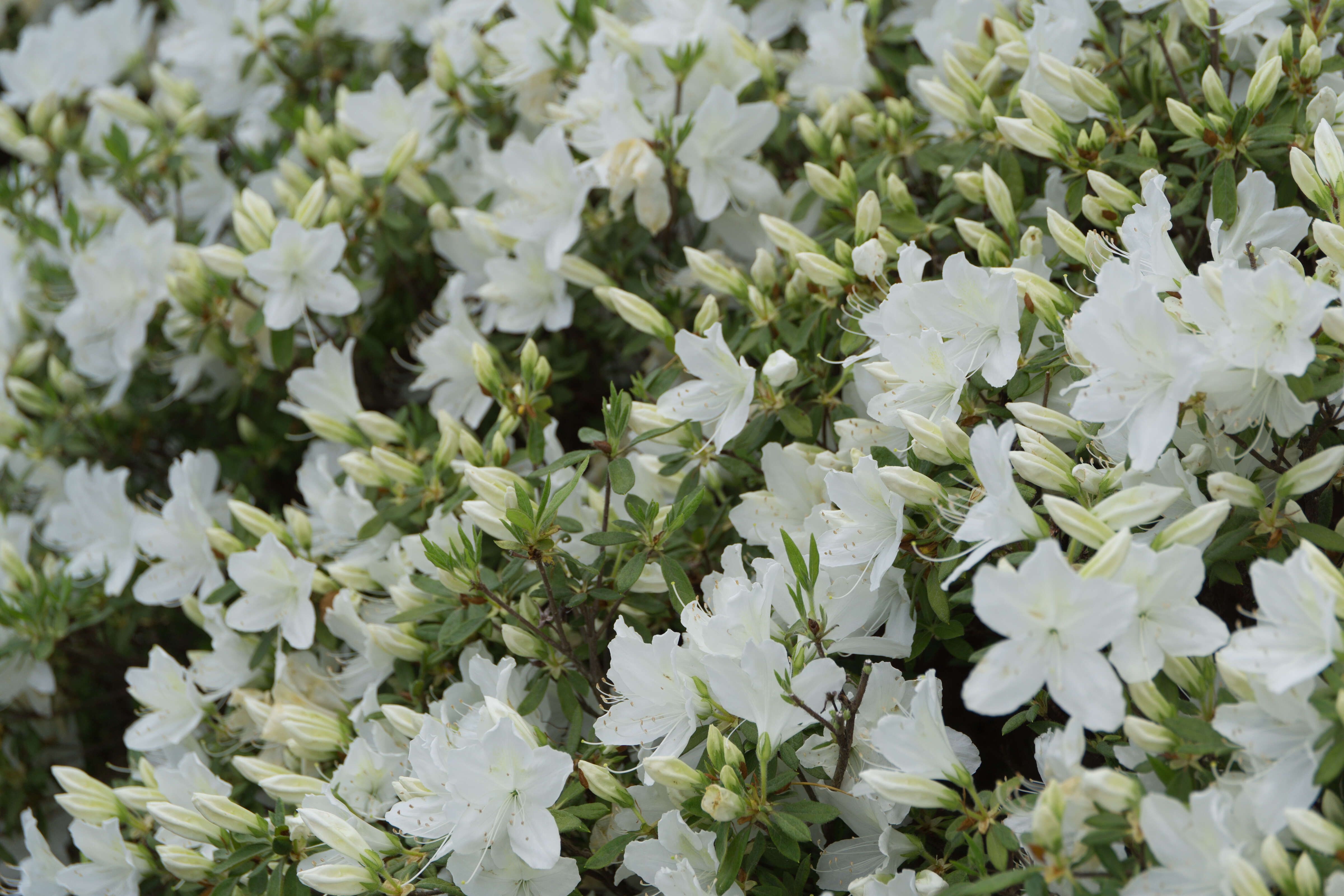 Imagem de Rhododendron mucronatum (Bl.) G. Don