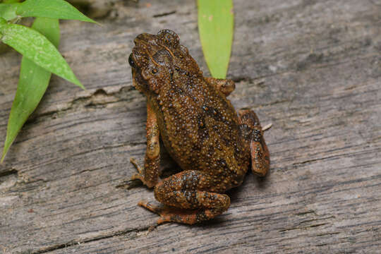 Ingerophrynus parvus (Boulenger 1887) resmi