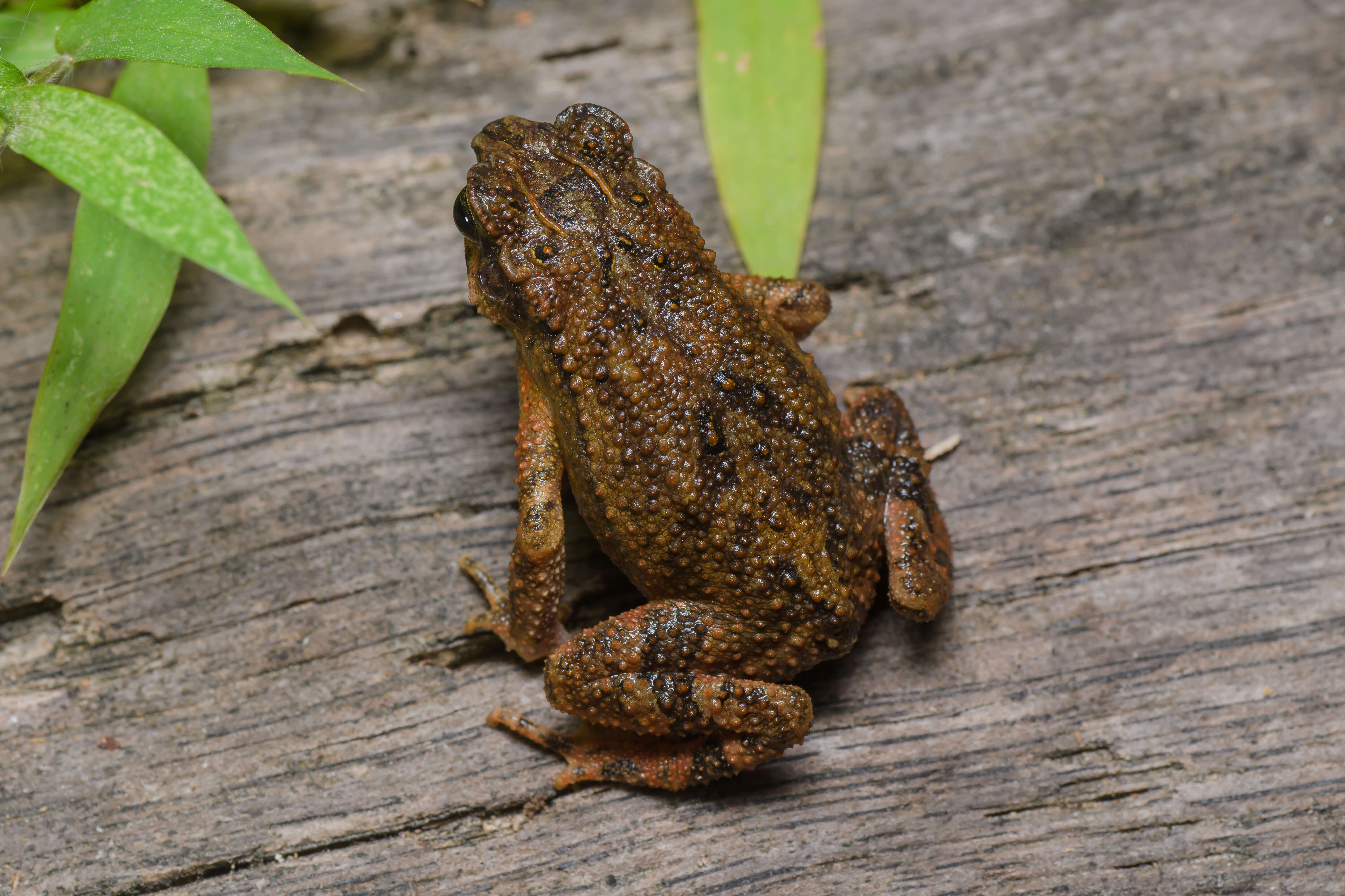 Ingerophrynus parvus (Boulenger 1887) resmi