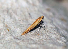 Image of Caloptilia rufipennella (Hübner 1796)