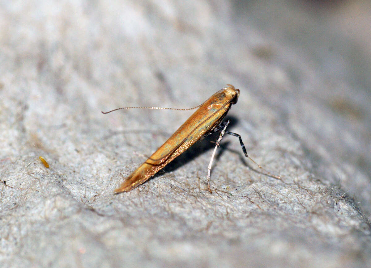 Sivun Caloptilia rufipennella (Hübner 1796) kuva