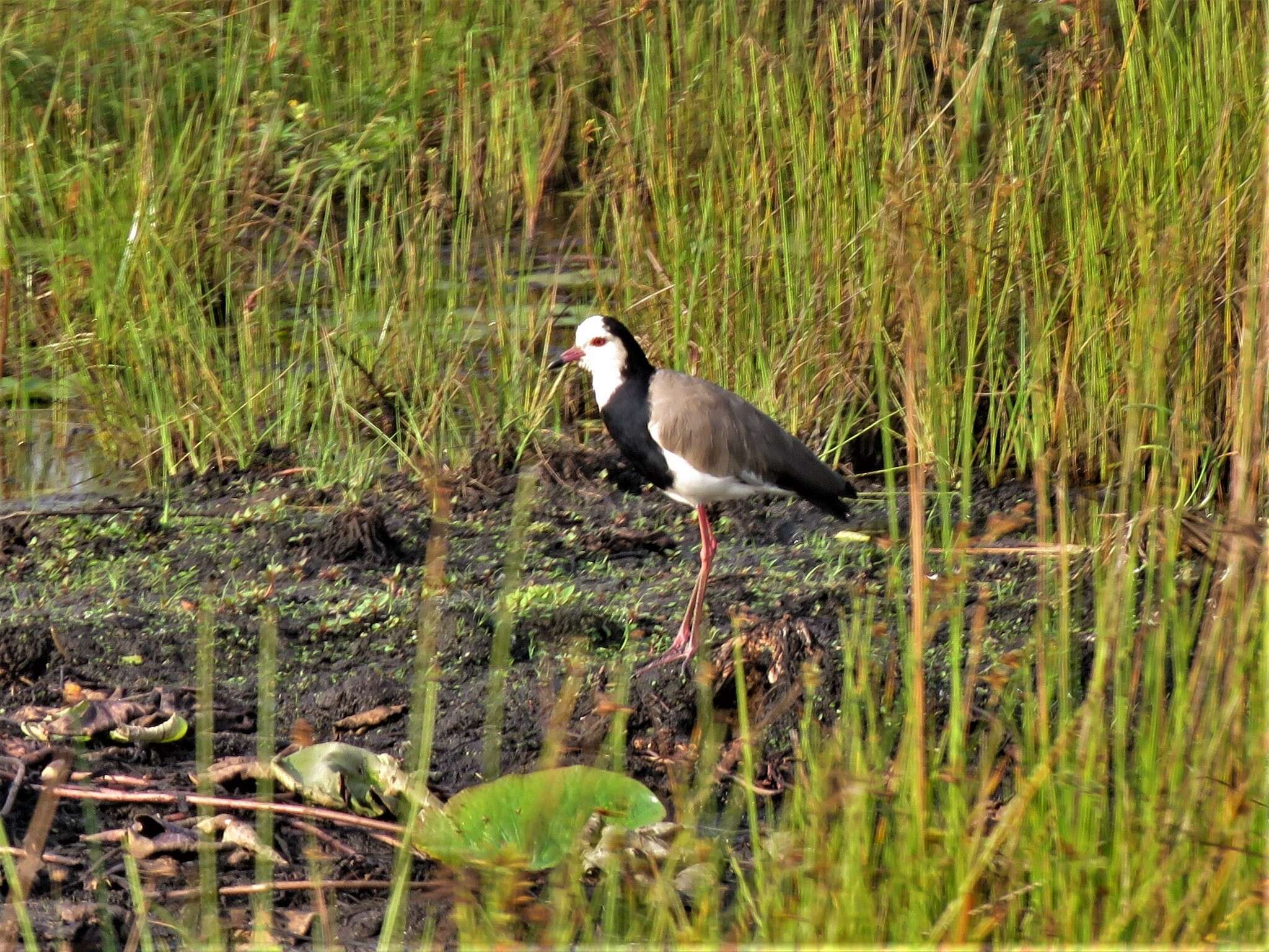 Image of Long-toed Lapwing