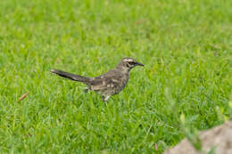 Image of Long-tailed Mockingbird