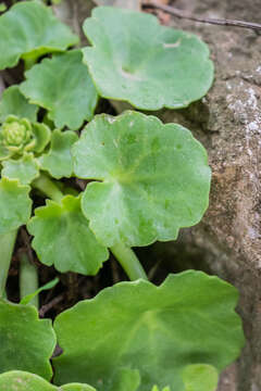 Image of Umbilicus rupestris (Salisb.) Dandy