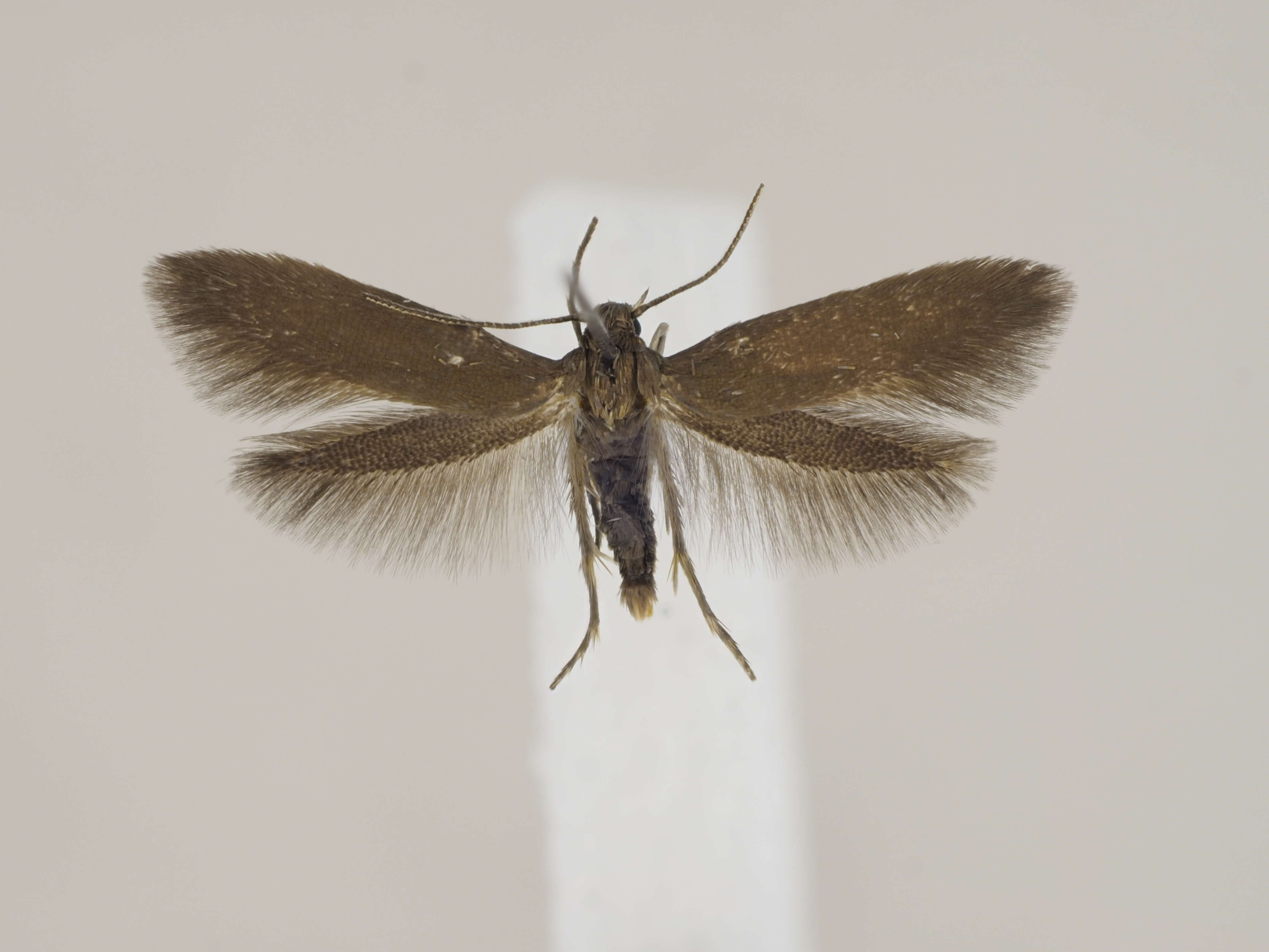 Image of Epermenia profugella