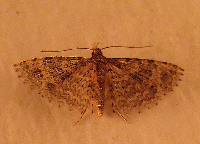 Image of twenty-plume moth