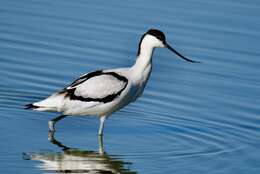 Image of avocet, pied avocet