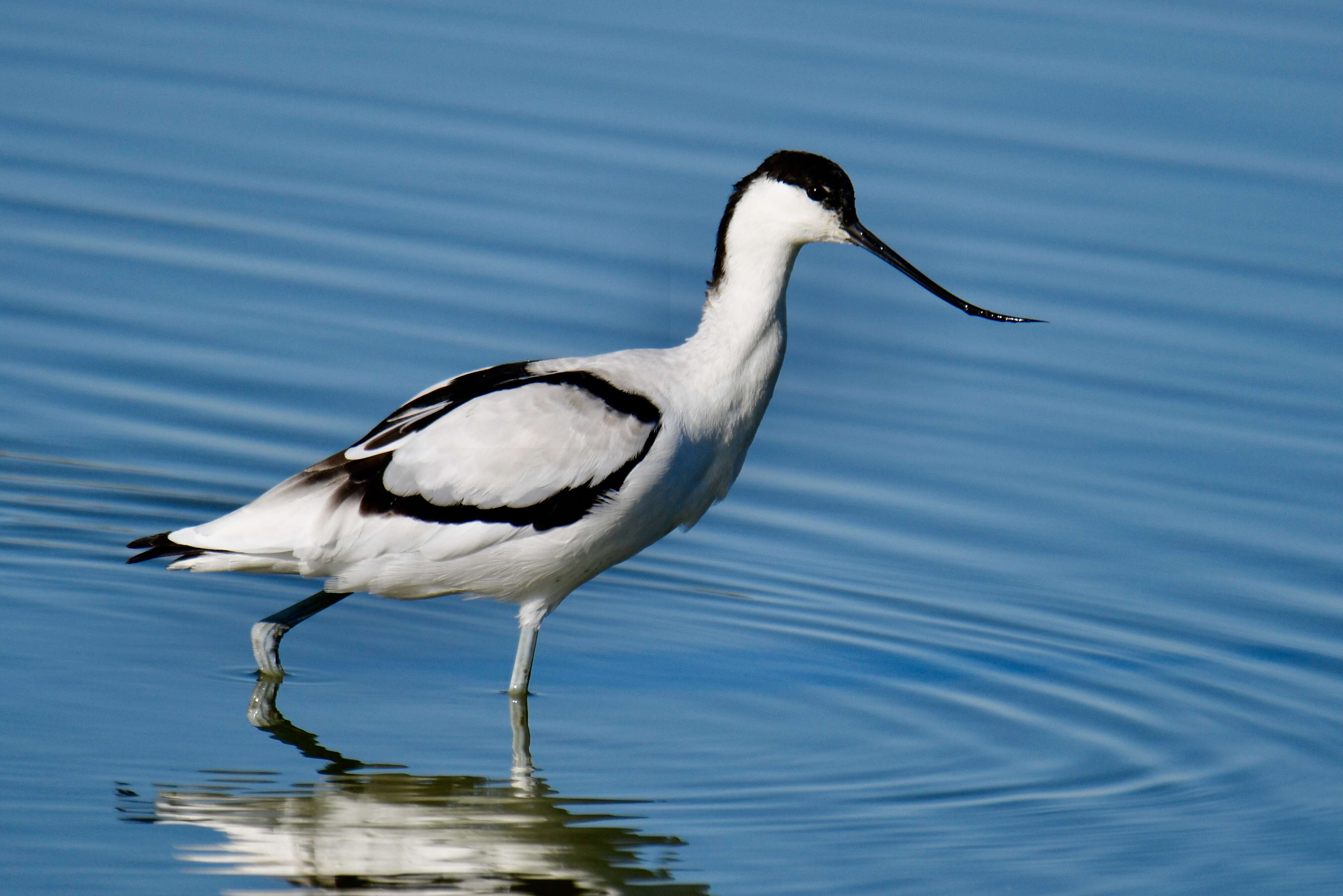 Image of avocet, pied avocet