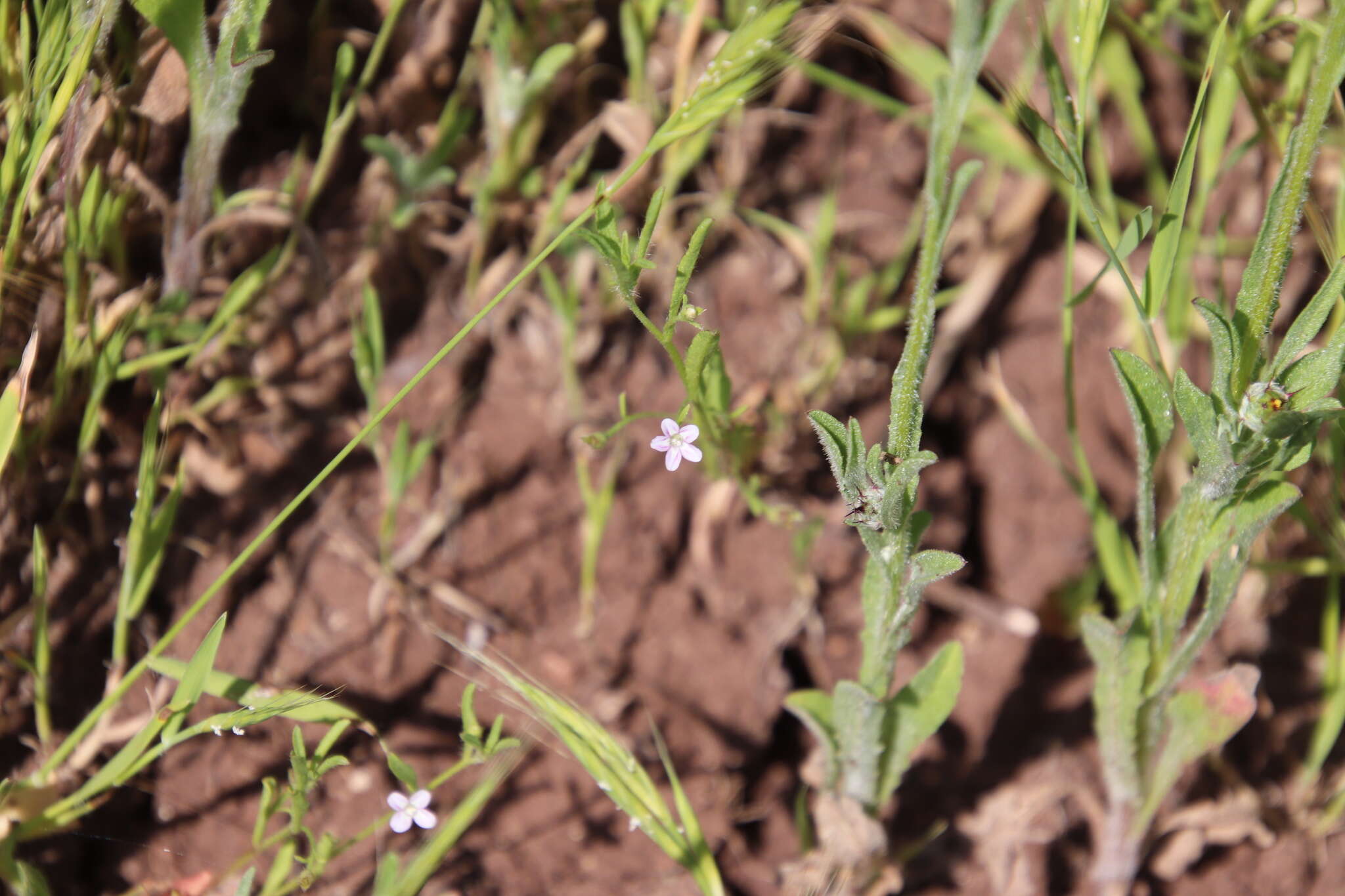 Image of Convolvulus simulans Perry