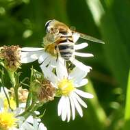 Image of Eristalis stipator Osten Sacken 1877