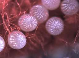 Image of cotton bollworm