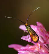 Image de Nemophora cupriacella Hübner 1822