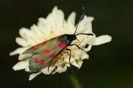 Image of Zygaena dorycnii Ochsenheimer 1808