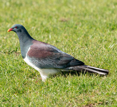 Image of Chatham Island pigeon