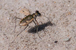 Image of White-cloaked Tiger Beetle