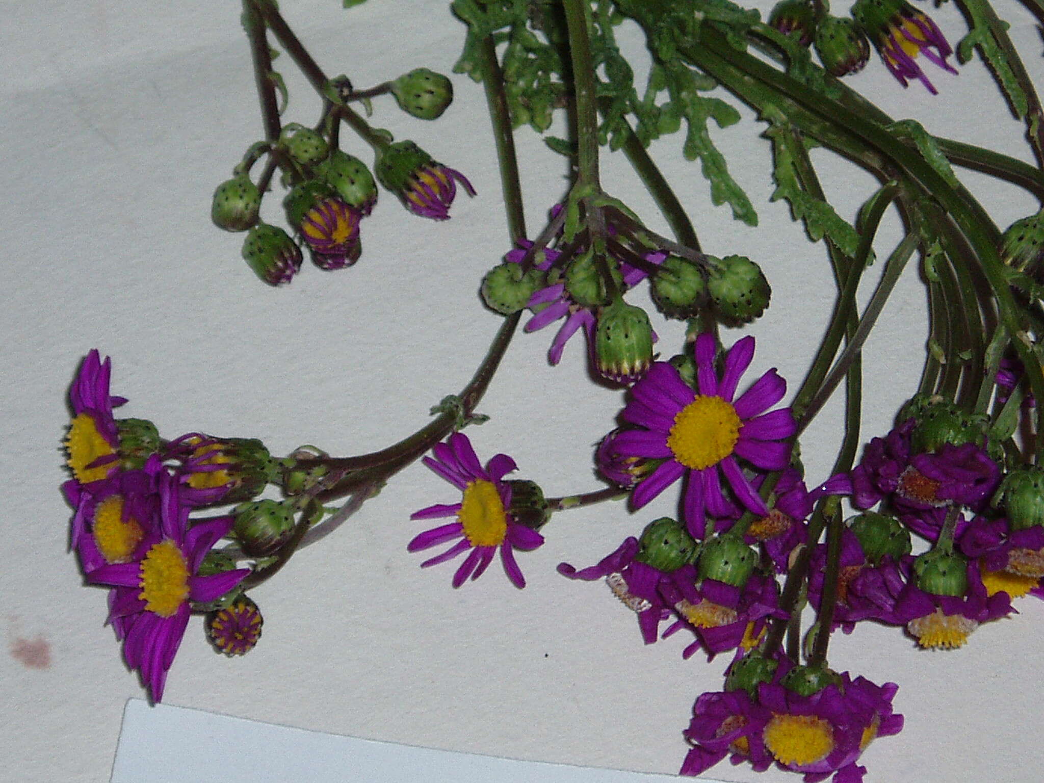 Image of redpurple ragwort