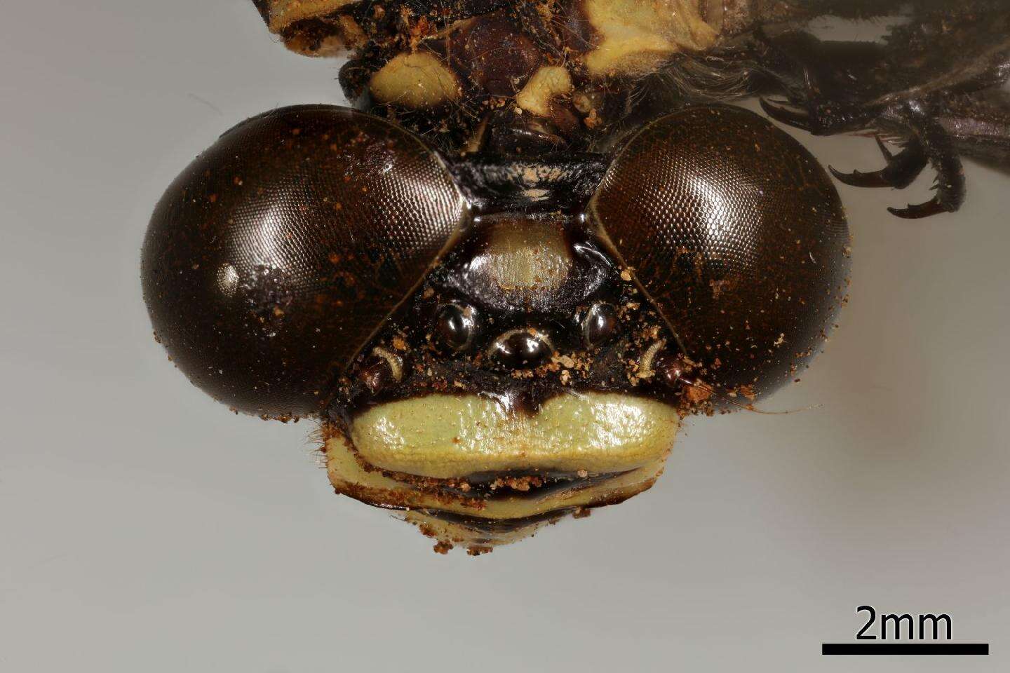 Imagem de Macrogomphus annulatus (Selys 1854)