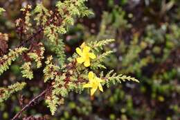 Imagem de Hypericum laricifolium Juss.