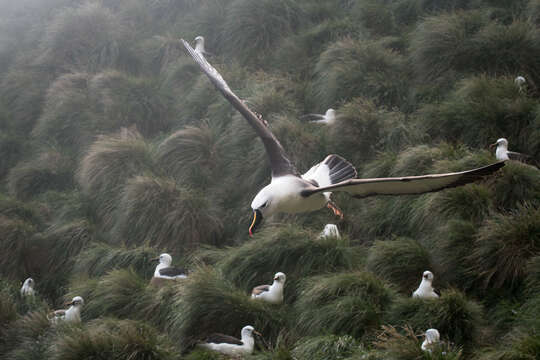 Image de Albatros de Carter