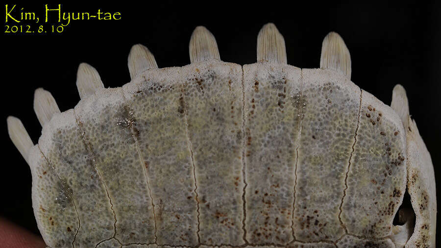 Image of Northern Chinese softshell turtle