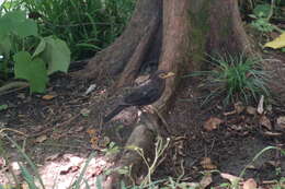 Image of Chinese Blackbird