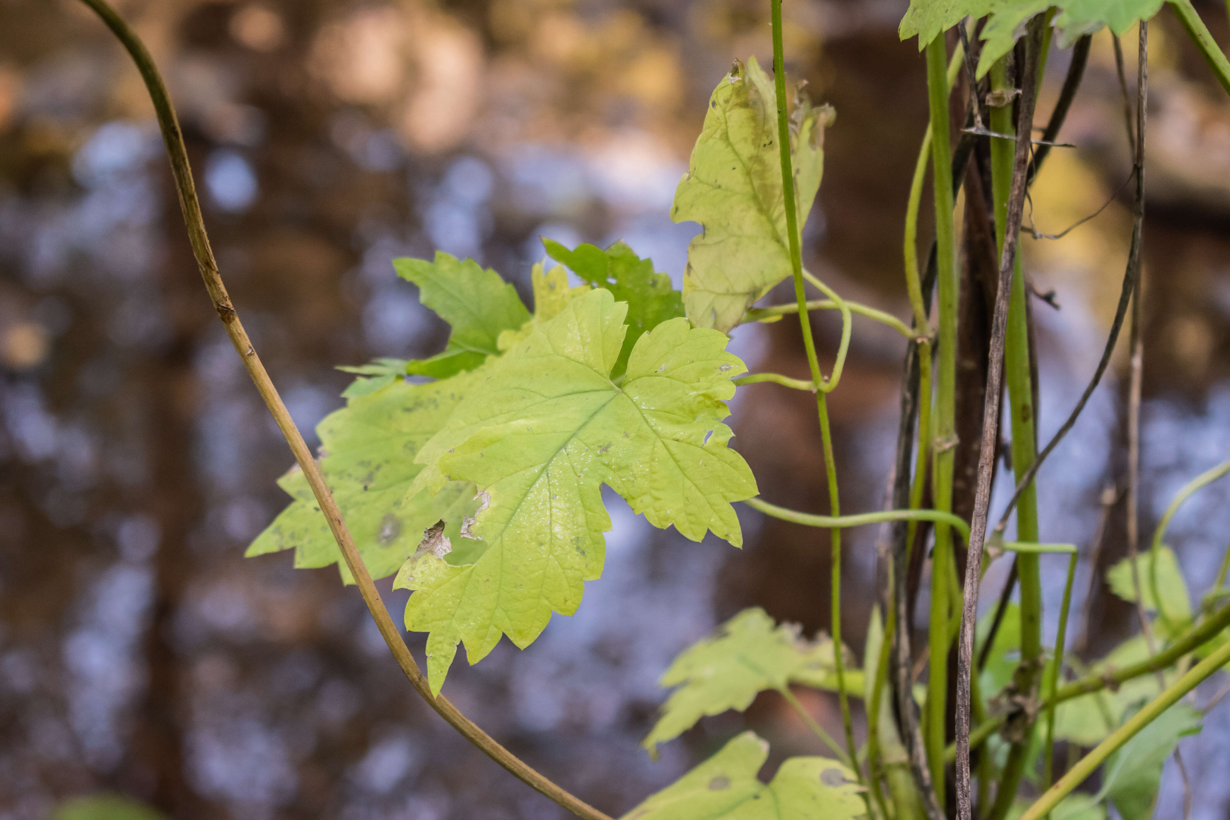 Image of common hop