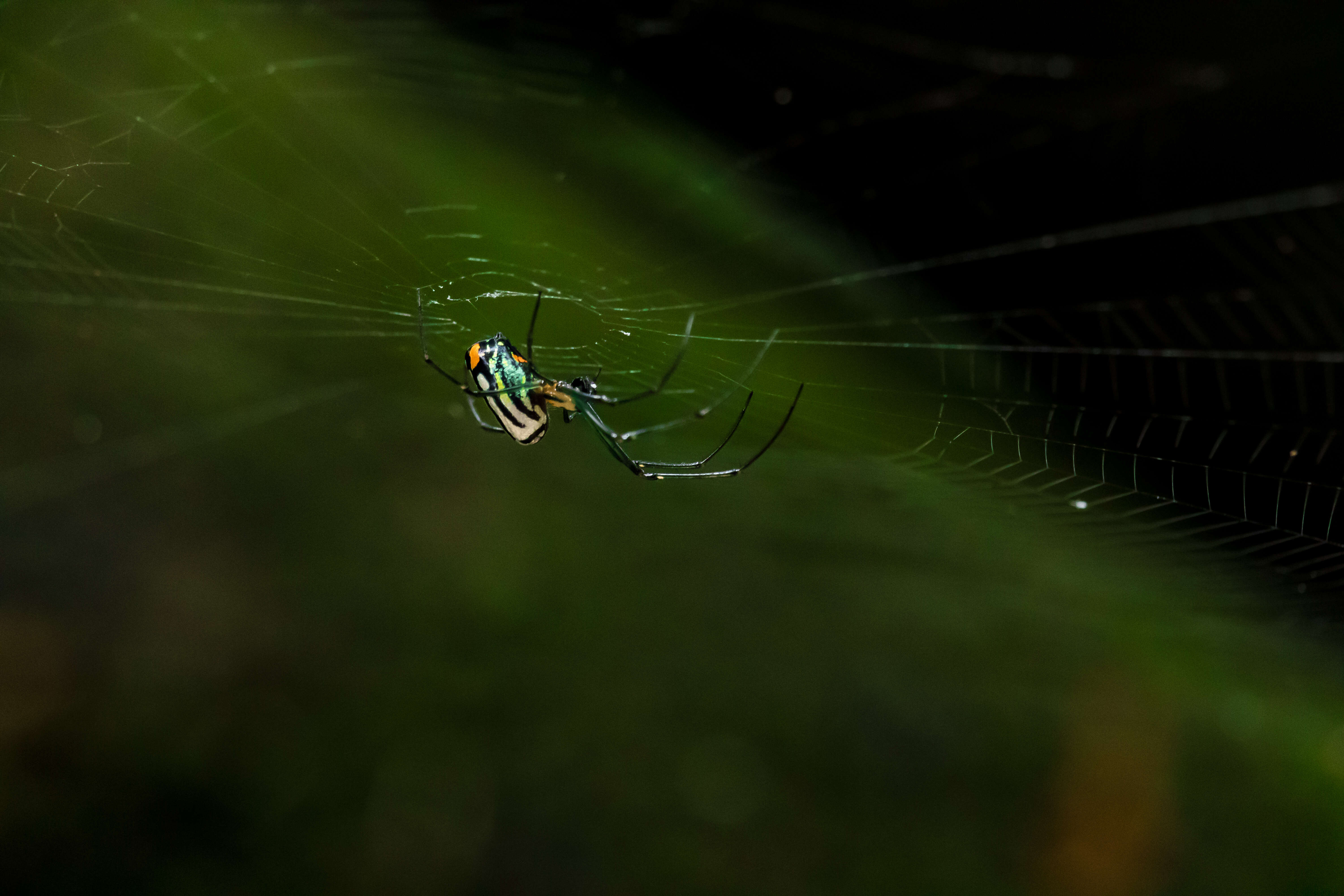 Image of Leucauge argyrobapta (White 1841)