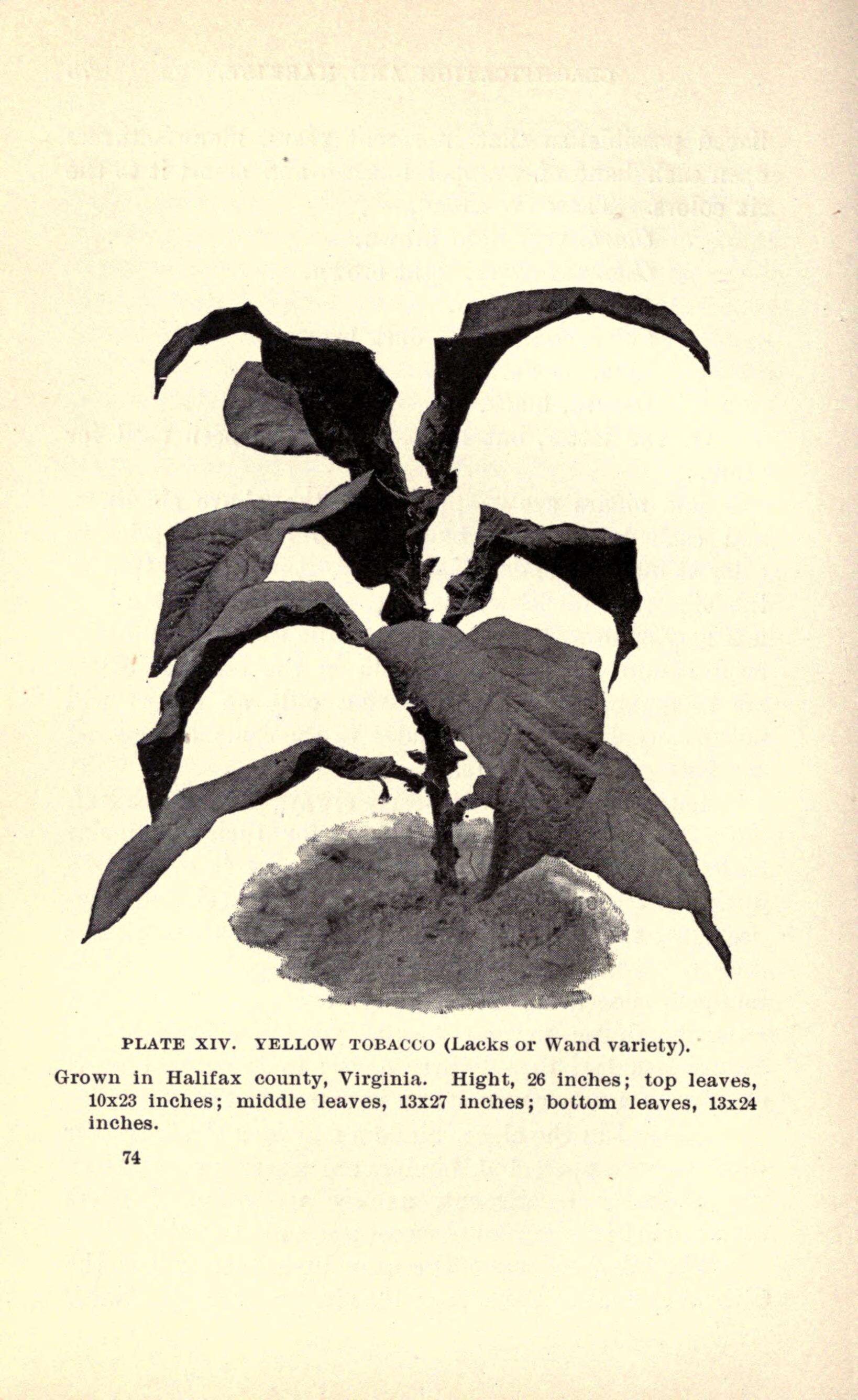 Image of cultivated tobacco