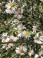 Image of Aster Andrena