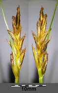 Image of Flat-sedge