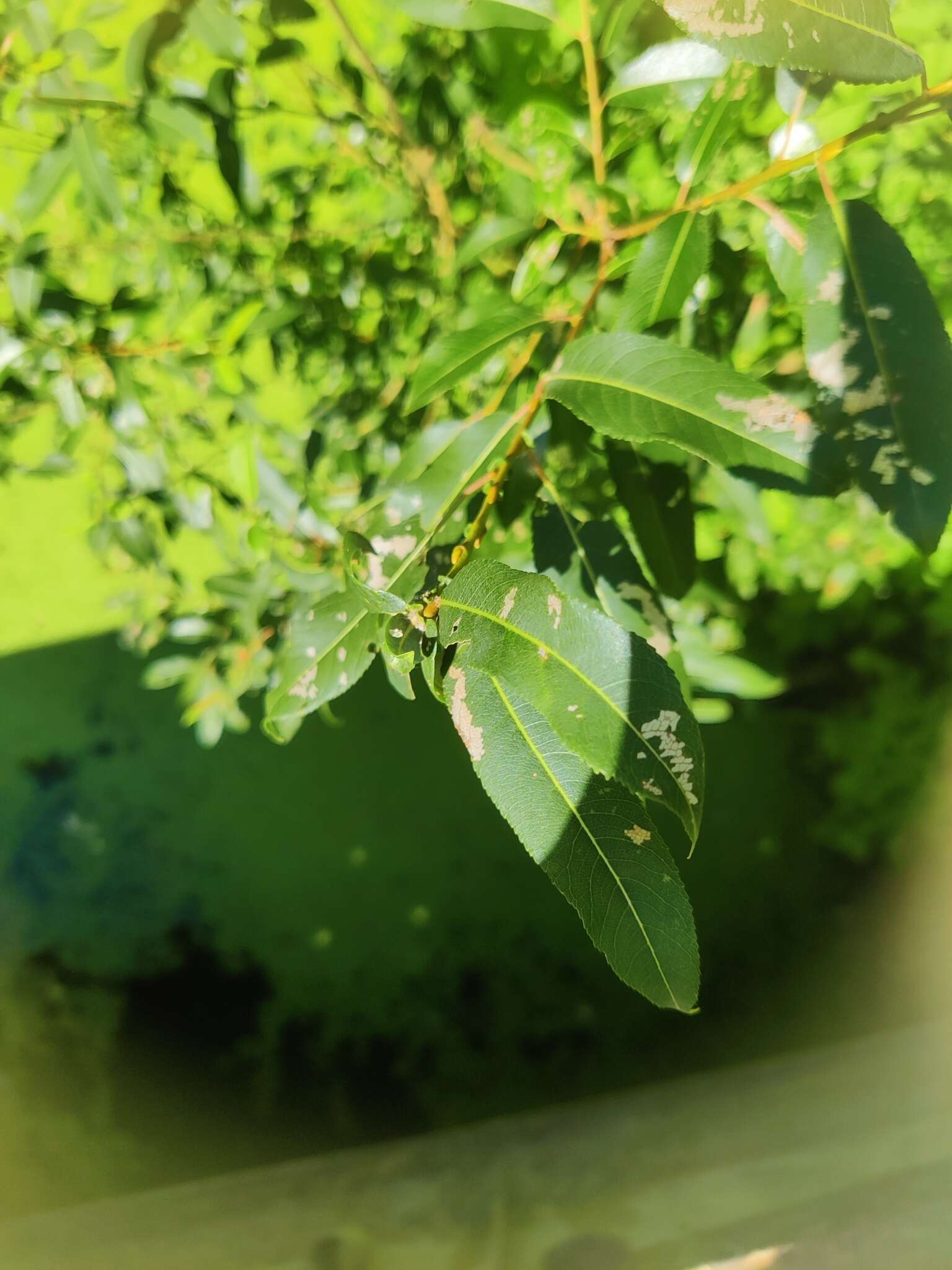 Image of Almond-leaved Willow