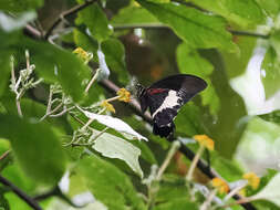 Image de Papilio diophantus Grose-Smith 1882