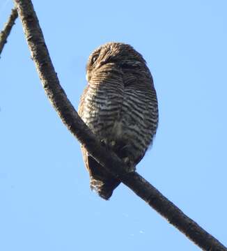 Image of Jungle Owlet