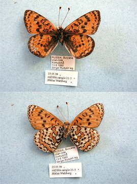 Image de Melitaea didymoides Eversmann 1847