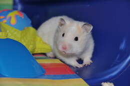 Image of hamsters