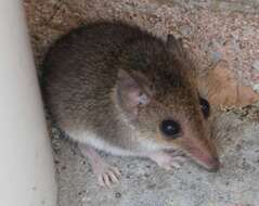 Image of White-footed Dunnart