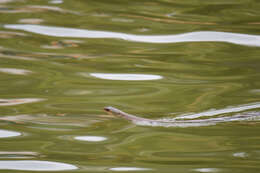 Image of Chinese Ratsnake