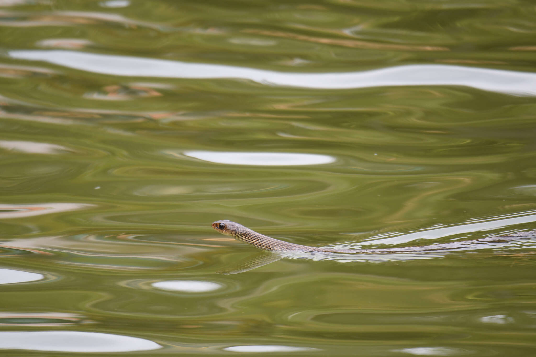 Image of Chinese Ratsnake