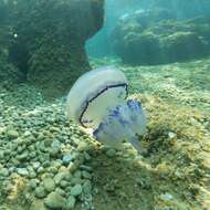 Image of barrel jellyfish