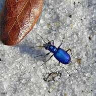 Image of Festive Tiger Beetle