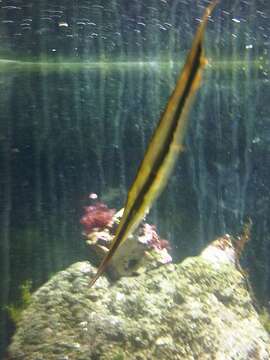 Image of Hinged shrimpfish