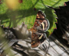 Image of Pyrausta porphyralis Schiffermüller 1775