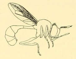 Image of Physocephala furcillata (Williston 1882)