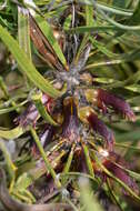 Image of Melaleuca pachystachya (Benth.) Craven & R. D. Edwards