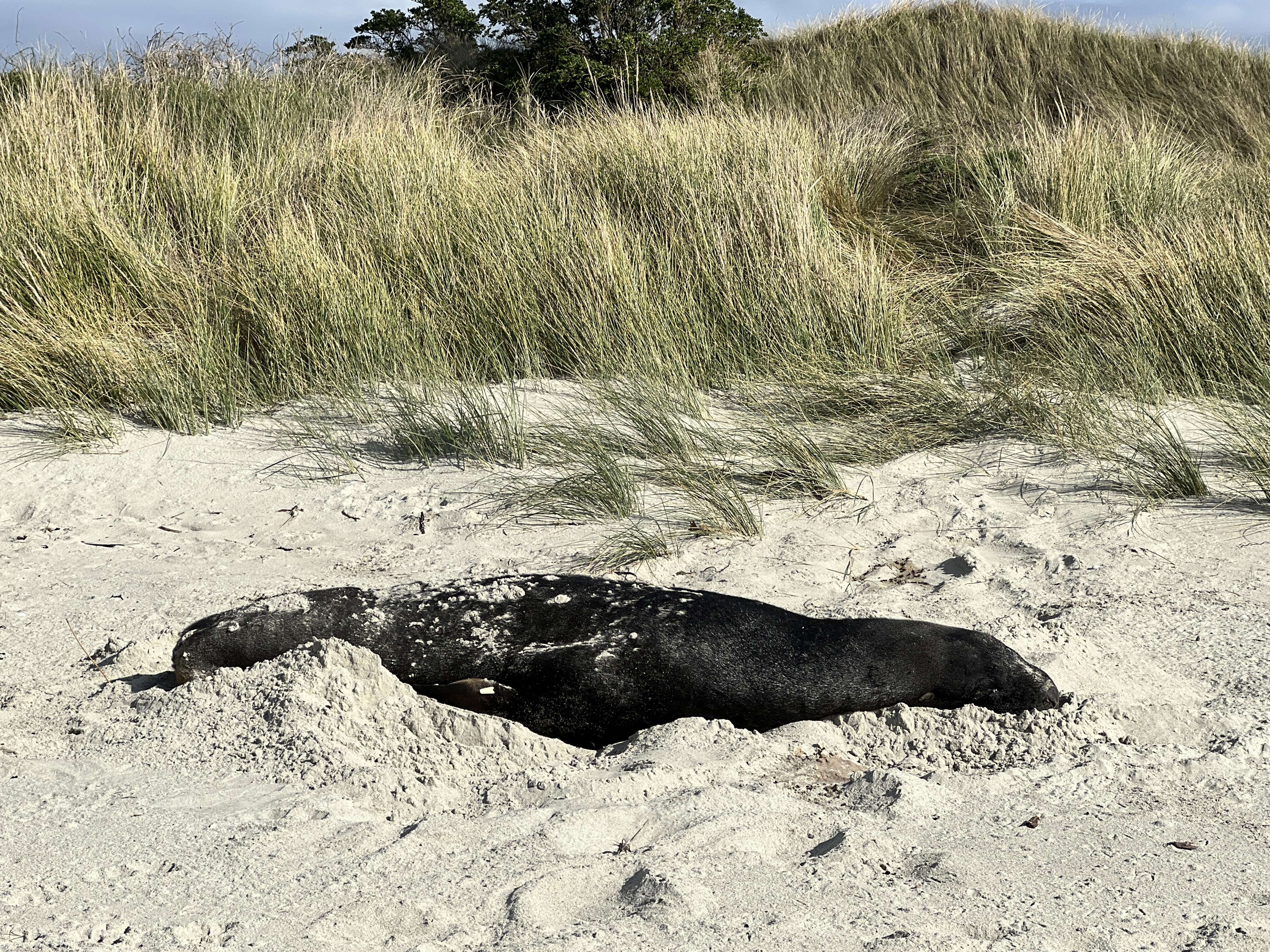 Image of New Zealand sea lion